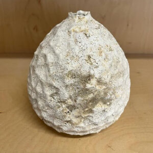 Poppy Vase (textured)